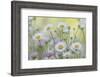 USA, Washington State, Seabeck. Santa Barbara daisies.-Jaynes Gallery-Framed Photographic Print