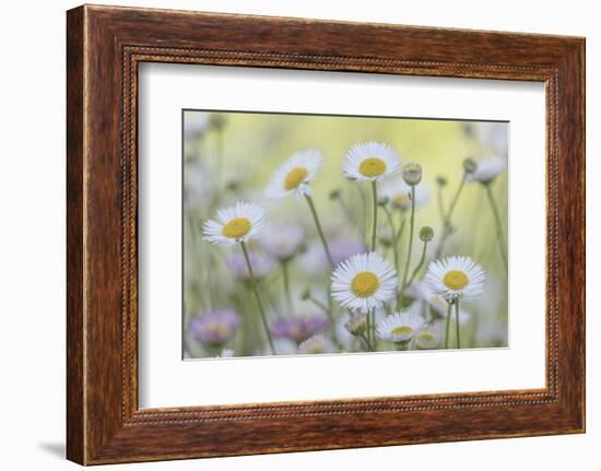 USA, Washington State, Seabeck. Santa Barbara daisies.-Jaynes Gallery-Framed Photographic Print