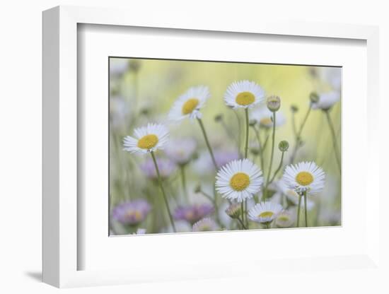 USA, Washington State, Seabeck. Santa Barbara daisies.-Jaynes Gallery-Framed Photographic Print