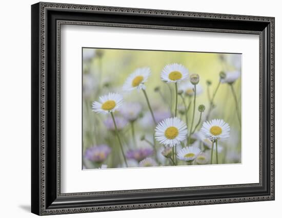 USA, Washington State, Seabeck. Santa Barbara daisies.-Jaynes Gallery-Framed Photographic Print