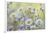 USA, Washington State, Seabeck. Santa Barbara daisies.-Jaynes Gallery-Framed Photographic Print