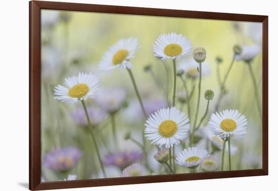 USA, Washington State, Seabeck. Santa Barbara daisies.-Jaynes Gallery-Framed Photographic Print