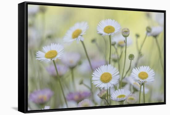 USA, Washington State, Seabeck. Santa Barbara daisies.-Jaynes Gallery-Framed Stretched Canvas