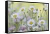 USA, Washington State, Seabeck. Santa Barbara daisies.-Jaynes Gallery-Framed Stretched Canvas