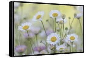 USA, Washington State, Seabeck. Santa Barbara daisies.-Jaynes Gallery-Framed Stretched Canvas