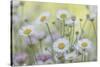 USA, Washington State, Seabeck. Santa Barbara daisies.-Jaynes Gallery-Stretched Canvas