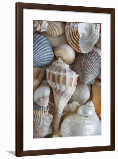 USA, Washington State, Seabeck. Seashells variety.-Jaynes Gallery-Framed Photographic Print