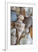 USA, Washington State, Seabeck. Seashells variety.-Jaynes Gallery-Framed Photographic Print