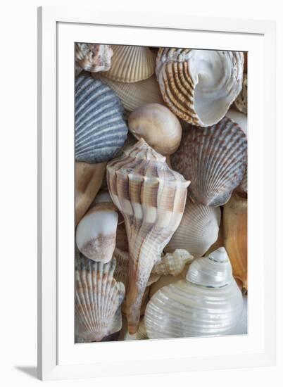 USA, Washington State, Seabeck. Seashells variety.-Jaynes Gallery-Framed Photographic Print