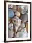 USA, Washington State, Seabeck. Seashells variety.-Jaynes Gallery-Framed Photographic Print