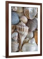 USA, Washington State, Seabeck. Seashells variety.-Jaynes Gallery-Framed Photographic Print