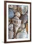 USA, Washington State, Seabeck. Seashells variety.-Jaynes Gallery-Framed Photographic Print