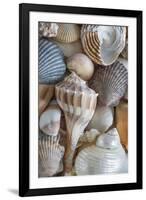 USA, Washington State, Seabeck. Seashells variety.-Jaynes Gallery-Framed Photographic Print