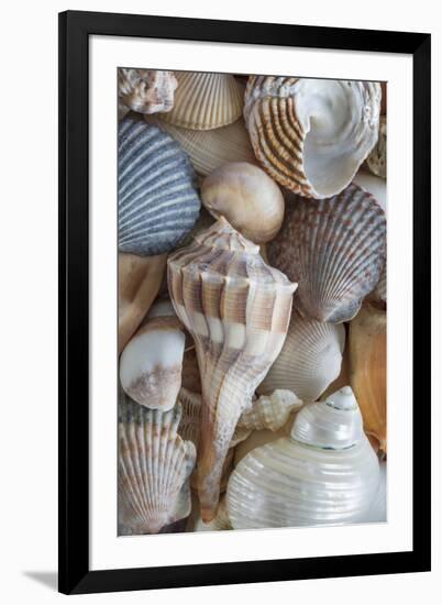 USA, Washington State, Seabeck. Seashells variety.-Jaynes Gallery-Framed Photographic Print