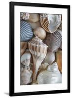 USA, Washington State, Seabeck. Seashells variety.-Jaynes Gallery-Framed Photographic Print