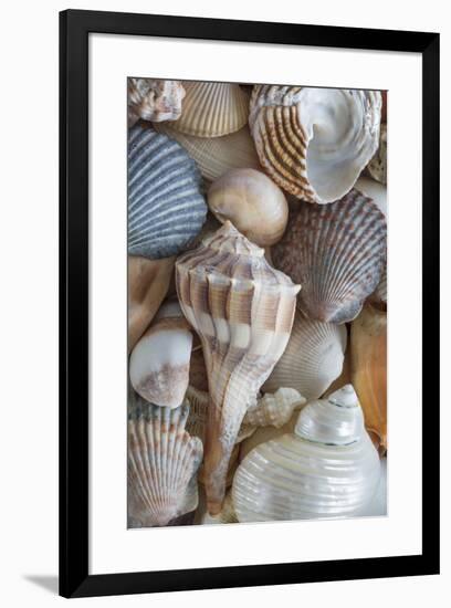 USA, Washington State, Seabeck. Seashells variety.-Jaynes Gallery-Framed Photographic Print