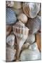 USA, Washington State, Seabeck. Seashells variety.-Jaynes Gallery-Mounted Photographic Print