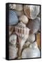 USA, Washington State, Seabeck. Seashells variety.-Jaynes Gallery-Framed Stretched Canvas