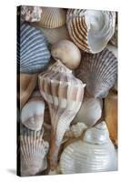 USA, Washington State, Seabeck. Seashells variety.-Jaynes Gallery-Stretched Canvas