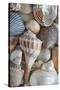 USA, Washington State, Seabeck. Seashells variety.-Jaynes Gallery-Stretched Canvas