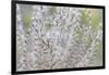 USA, Washington State, Seabeck. Seed head of Miscanthus sinensis grass.-Jaynes Gallery-Framed Photographic Print