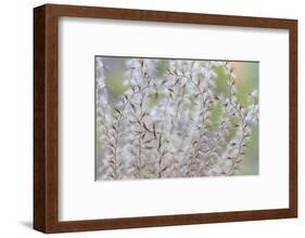 USA, Washington State, Seabeck. Seed head of Miscanthus sinensis grass.-Jaynes Gallery-Framed Photographic Print