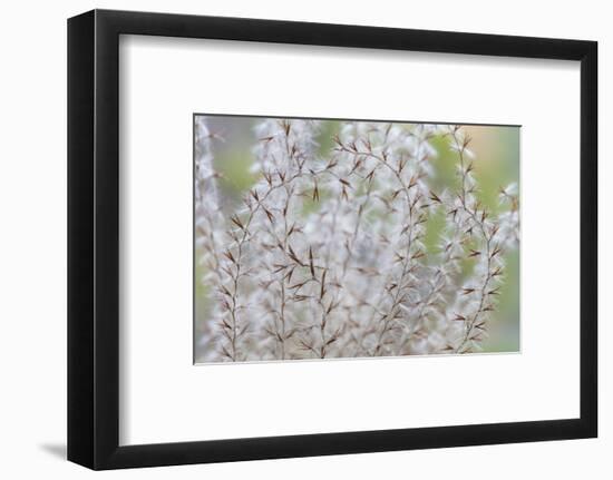 USA, Washington State, Seabeck. Seed head of Miscanthus sinensis grass.-Jaynes Gallery-Framed Photographic Print