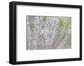 USA, Washington State, Seabeck. Seed head of Miscanthus sinensis grass.-Jaynes Gallery-Framed Photographic Print