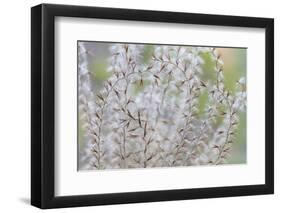 USA, Washington State, Seabeck. Seed head of Miscanthus sinensis grass.-Jaynes Gallery-Framed Photographic Print