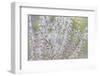 USA, Washington State, Seabeck. Seed head of Miscanthus sinensis grass.-Jaynes Gallery-Framed Photographic Print