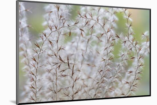 USA, Washington State, Seabeck. Seed head of Miscanthus sinensis grass.-Jaynes Gallery-Mounted Photographic Print