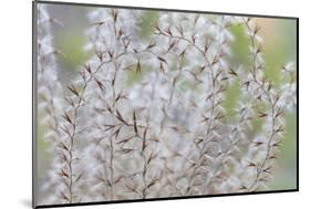 USA, Washington State, Seabeck. Seed head of Miscanthus sinensis grass.-Jaynes Gallery-Mounted Photographic Print