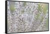 USA, Washington State, Seabeck. Seed head of Miscanthus sinensis grass.-Jaynes Gallery-Framed Stretched Canvas