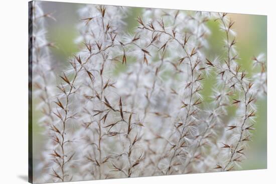 USA, Washington State, Seabeck. Seed head of Miscanthus sinensis grass.-Jaynes Gallery-Stretched Canvas