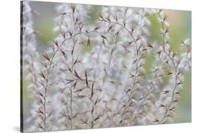 USA, Washington State, Seabeck. Seed head of Miscanthus sinensis grass.-Jaynes Gallery-Stretched Canvas