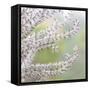 USA, Washington State, Seabeck. Seed head of Miscanthus sinensis grass.-Jaynes Gallery-Framed Stretched Canvas