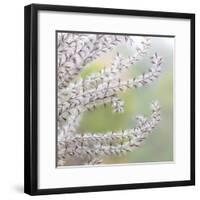 USA, Washington State, Seabeck. Seed head of Miscanthus sinensis grass.-Jaynes Gallery-Framed Photographic Print