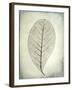 USA, Washington State, Seabeck. Skeletonized leaf close-up.-Jaynes Gallery-Framed Premium Photographic Print