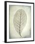 USA, Washington State, Seabeck. Skeletonized leaf close-up.-Jaynes Gallery-Framed Premium Photographic Print