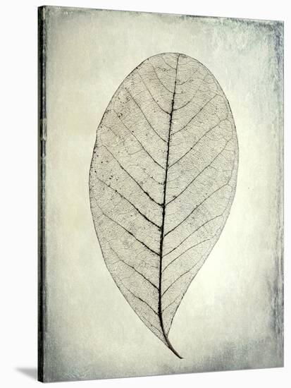 USA, Washington State, Seabeck. Skeletonized leaf close-up.-Jaynes Gallery-Stretched Canvas