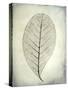 USA, Washington State, Seabeck. Skeletonized leaf close-up.-Jaynes Gallery-Stretched Canvas