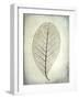 USA, Washington State, Seabeck. Skeletonized leaf close-up.-Jaynes Gallery-Framed Photographic Print