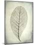 USA, Washington State, Seabeck. Skeletonized leaf close-up.-Jaynes Gallery-Mounted Photographic Print