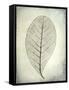 USA, Washington State, Seabeck. Skeletonized leaf close-up.-Jaynes Gallery-Framed Stretched Canvas