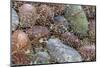 USA, Washington State, Seabeck. Skeletonized leaf on beach rocks.-Jaynes Gallery-Mounted Photographic Print