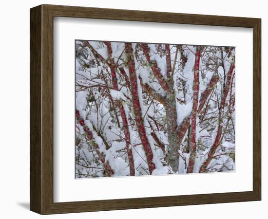 USA, Washington State, Seabeck. Snow-covered coral bark Japanese maple tree.-Jaynes Gallery-Framed Photographic Print