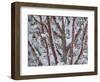USA, Washington State, Seabeck. Snow-covered coral bark Japanese maple tree.-Jaynes Gallery-Framed Photographic Print