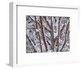 USA, Washington State, Seabeck. Snow-covered coral bark Japanese maple tree.-Jaynes Gallery-Framed Photographic Print