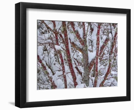 USA, Washington State, Seabeck. Snow-covered coral bark Japanese maple tree.-Jaynes Gallery-Framed Photographic Print