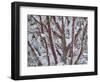 USA, Washington State, Seabeck. Snow-covered coral bark Japanese maple tree.-Jaynes Gallery-Framed Photographic Print